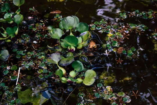 幸运飞艇 玩法介绍